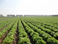 lettuce 5