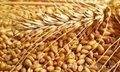 Wheat Feed