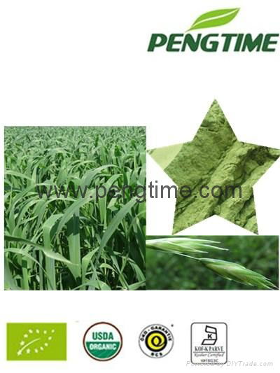 organic oat grass powder