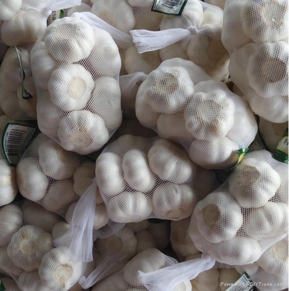 Fresh garlic  package by garlic carton or garlic mesh bag