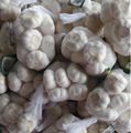 Fresh garlic  package by garlic carton or garlic mesh bag 1