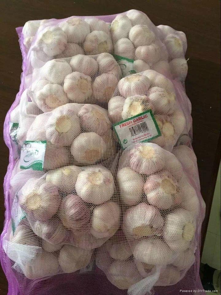 Fresh garlic  package by garlic carton or garlic mesh bag 2