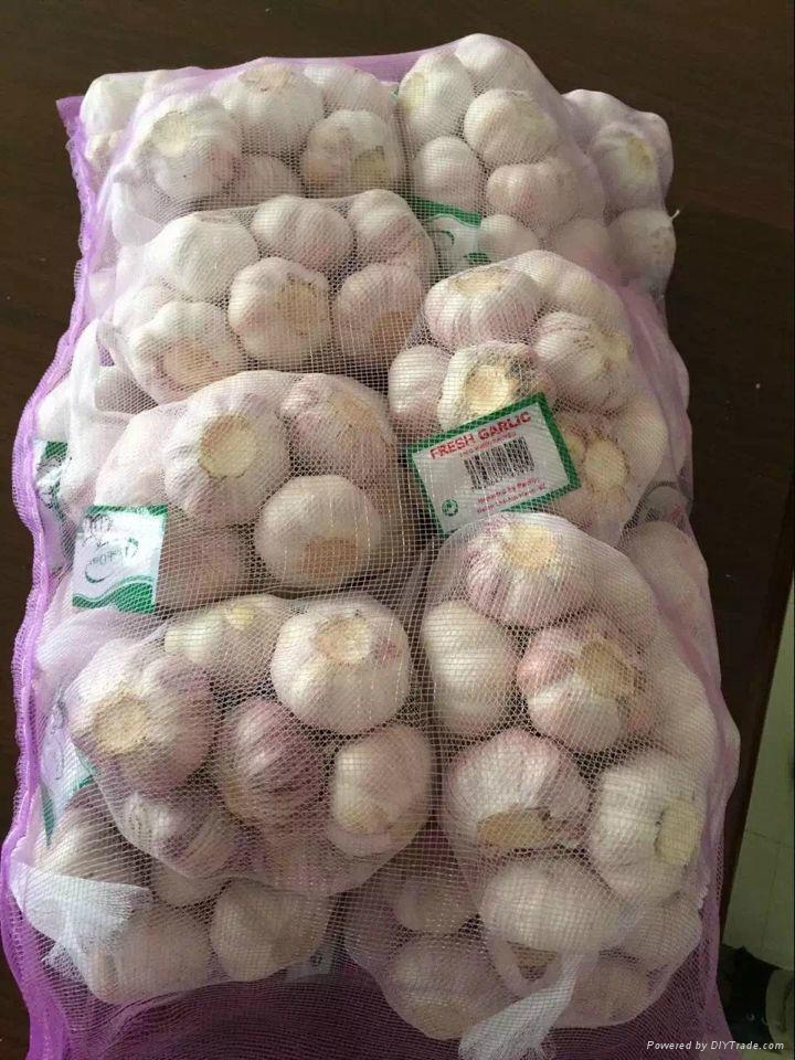 Fresh garlic package by garlic carton or garlic mesh bag 5cm