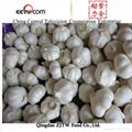 20KG bag Garlic,China fresh garlic