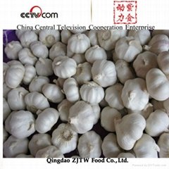 20KG bag Garlic,China fresh garlic