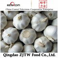 2016 Year Garlic ,new crop fresh garlic 1