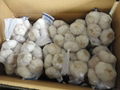 fresh pure white garlic 1