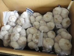 fresh pure white garlic