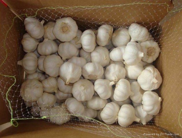 Garlic ginger fresh garlic