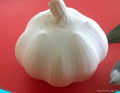 pure white garlic china garlic 1