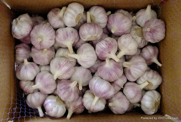 Fresh garlic 5.5cm size with 10kg carton