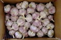 Fresh garlic 5.5cm size with 10kg carton 1