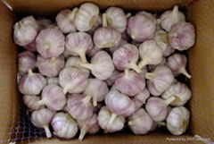 Fresh garlic 5.5cm size with 10kg carton