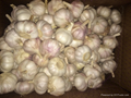Fresh garlic 5.5cm size with 10kg carton 2