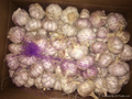 Fresh garlic 5.5cm size with 10kg carton 3