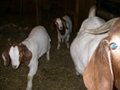 Live goats,sheep,cattle available in large quantity for sale 2