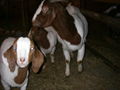 Live goats,sheep,cattle available in large quantity for sale 3