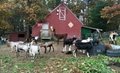 Live goats,sheep,cattle available in large quantity for sale 4