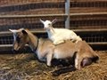 Live goats,sheep,cattle available in large quantity for sale 5
