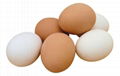 farm fresh chicken table eggs hatching fertile eggs 1