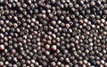 Vietnam Black Pepper 500/550gl White pepper 630g/l