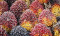 Palm oil  2