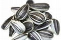 best selling products china sunflower seeds