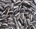 best selling products china sunflower seeds 4