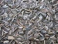 manufacturer from china sunflower seeds