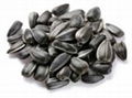 new arrival Organic sunflower seeds in shell 1