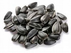 new arrival Organic sunflower seeds in shell