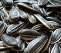 new arrival Organic sunflower seeds in shell 3