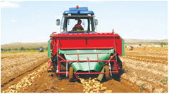 Potato harvester