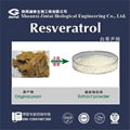 high quality 98% natural resveratrol