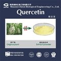 extract powder 98% quercetin