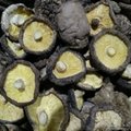 Dried Shiitake Mushroom 3