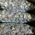 Dried Shiitake Mushroom 4