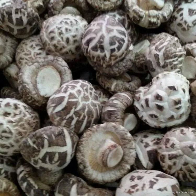 Dried White Flower Shiitake Mushroom EVER SHINE,NATURAL ORIGIN,GREAT