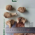 Dried Shiitake Mushroom Stem 1