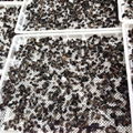 Dried Black Fungus  2