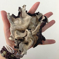 Dried White Back Black Fungus