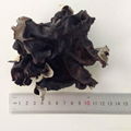 Dried White Back Black Fungus 2