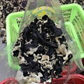 Factory Price Washed Dried White Back Black Fungus 1KGS Pack 2