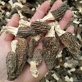 Factory Price Premium Dried Morel Mushroom
