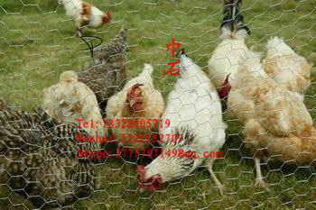 PVC Coated Galvanized Hexagonal Steel Chicken Wire Mesh Netting for Farm,Coops ( 3
