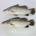 FROZEN BARRAMUNDI 1