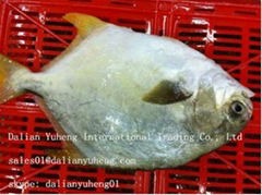 FROZEN GOLDEN POMPANO FISH