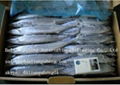 FROZEN PACIFIC SAURY 1