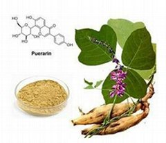 Kudzu root extract 40% puerarin powder