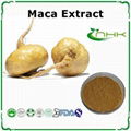 Maca root extract maca powder 4:1 1